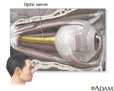 optic nerve for vision